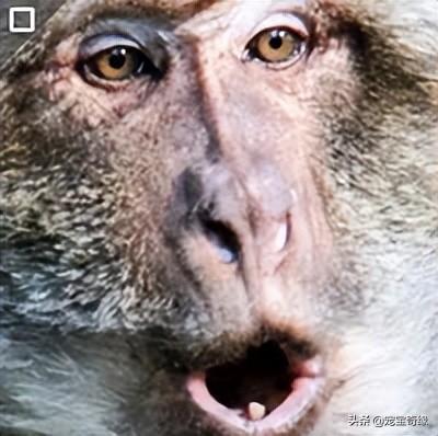 专业人士警告：不要去逗狒狒或猴子，无论是在动物园还是野外