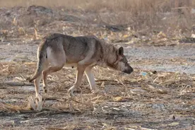 野外遇到狼，应该转身就跑还是正面搏斗？普通人有活命的机会吗？图片