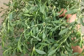 尿路感染夏季易发作，用这几种中草药，轻松搞定图片