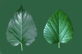 农村院子里都有这种树，它的叶子能扑灭肝火，治耳鸣，还能止汗图片