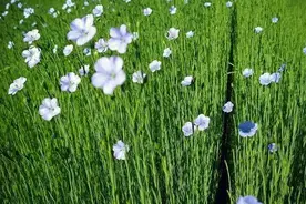 关于亚麻籽，你不可不知道的！图片