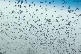 遮天蔽日，南京天空惊现大量乌鸦，密密麻麻一片图片