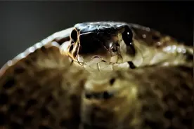 浙江桐乡多条眼镜蛇跑出，当地组织人员捕蛇，市宣传部：已基本处理好图片