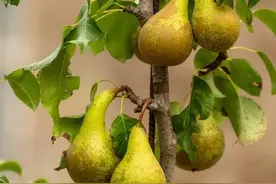 梨树冬季如何修剪？四法三看，其中一法需慎重图片