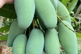 当年堂叔建房子不留通道，还骂我父亲是绝户，现在我让他后悔莫及图片