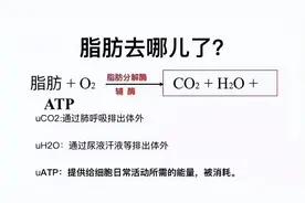 脂肪通过什么形式分解出体外？3个方法让你减掉更多脂肪图片
