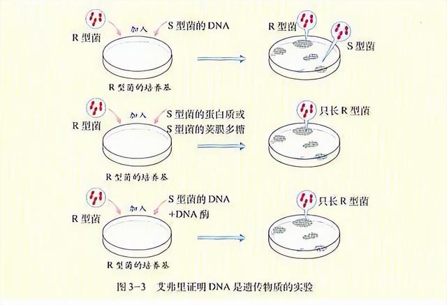 高中生物-基因的本质与表达