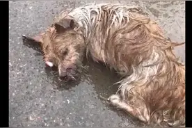 雨天流浪狗被车撞伤，全身多处骨折颈椎断裂，在ICU病房呻吟了3天图片