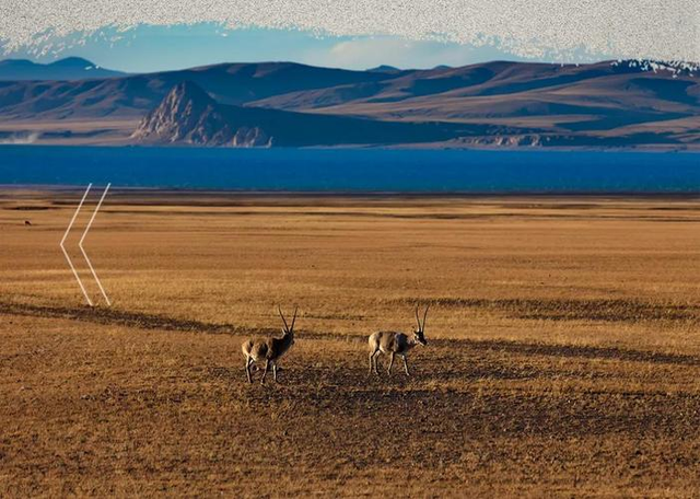 西藏500公里无人区有多恐怖?为什么很多人进去就回不来了?