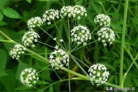 「科普」芹菜、水芹、毒芹、毒参，傻傻分不清楚？图片