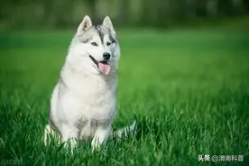 同样是狗，怎么哈士奇这么“二”？图片