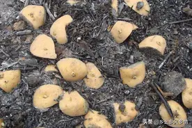 如何种土豆又大又多，用这种土方法，土豆个大产量高，简单省钱图片
