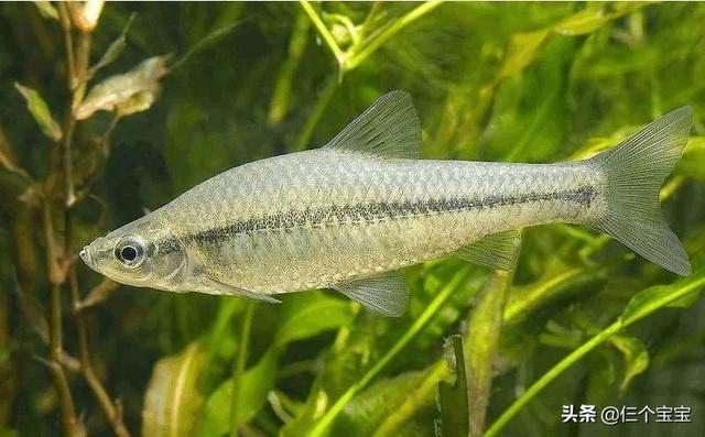 给娃吃鱼补DHA居然有这么多误区！怎么选、吃多少，你做对了吗？