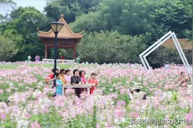 雀儿山公园12万株醉蝶花花开成海，千万别错过花期！图片