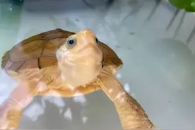 养龟超过3年，一定要尽早养成这四种认知图片