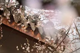 俗语“院中有五树，子孙辈辈富”指的是哪‘五’树图片