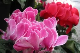 秋天养殖仙客来的6点注意，让它枝繁叶茂、更早开花！图片