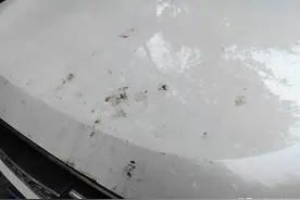 行道树掉浆果弄脏汽车怎么办？听听部门怎么说图片