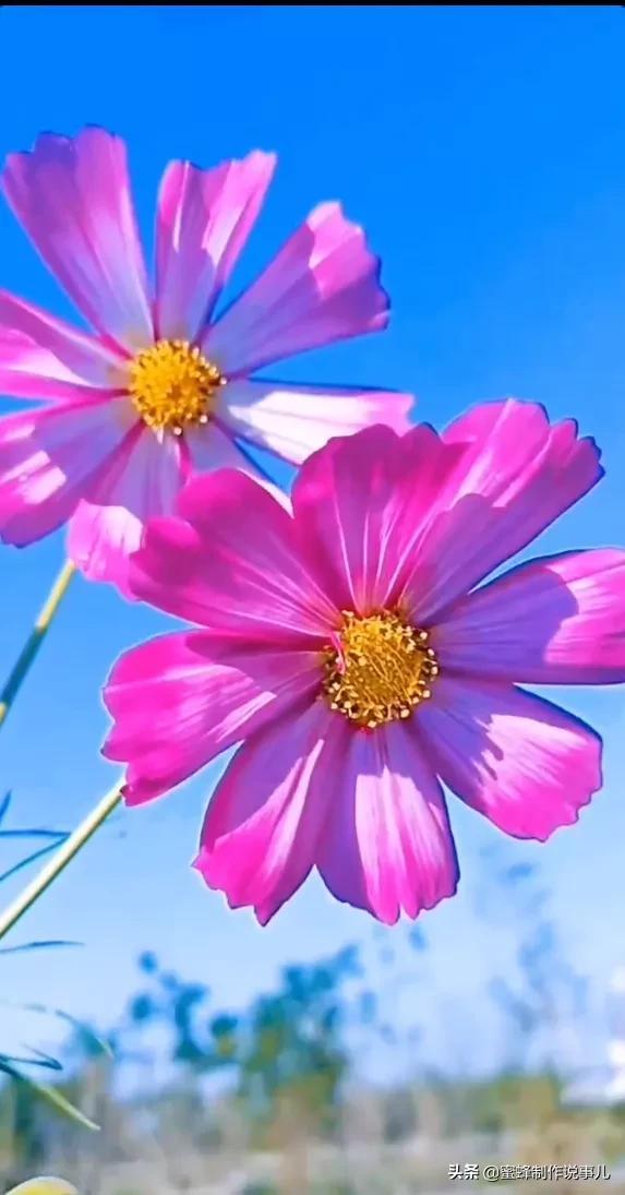一束鲜花，醉蓝天