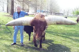 32张活久未见照片：盘羊用屁股击落无人机，豹子翻墙追杀看门狗图片