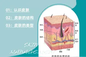 第一集 认识皮肤（了解皮肤结构）图片
