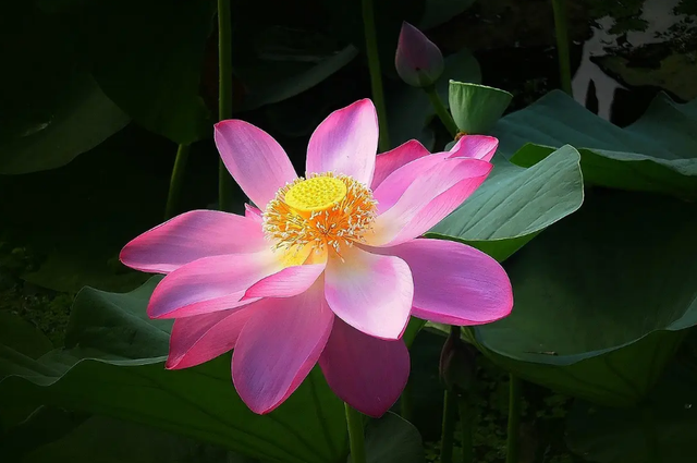 「诗词鉴赏」最美池上时，在池上的古诗词里，遇见醉美的夏天