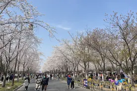 与春天相约，2023鉴真樱花节开幕啦！图片