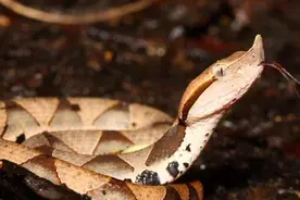 毒液通常非常有害，五爪蛇到底有多可怕？咬了之后真的能切吗？图片