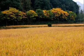 23届复习常见易混成语260例（2）图片