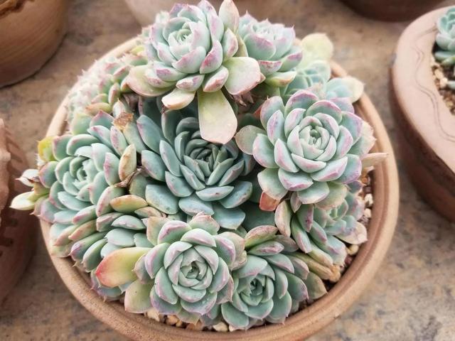 在南宁养多肉的日子