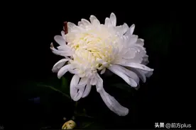 著名秦腔武生表演艺术家薛庆华逝世图片