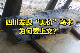 四川乐山发现珍贵“乌木”，网友：为何要上交？还有哪些珍贵树木图片