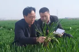 被科技部长点赞的河南小麦“百农207”，凭啥成为麦种“老大”？图片