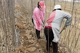 苹果苗品种的“新宠”爱妃苹果树苗品种详细介绍图片