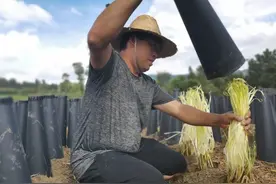 “24小时又是一根新韭菜”大叔种40亩，变身韭黄只需15天，有意思图片