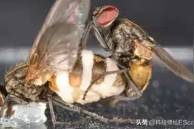 和尸体交配，屁股“放烟花”，这些苍蝇怎么了？原来是真菌在搞鬼图片