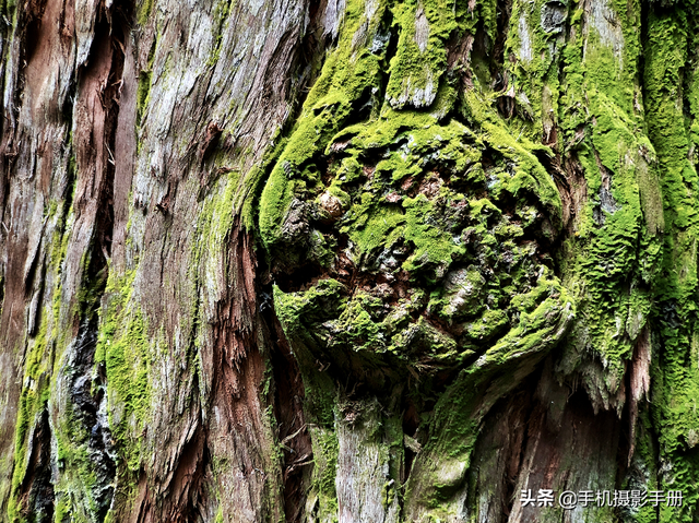 摄影新手？别担心，掌握这5个技巧，即便只用手机也能拍出好照片