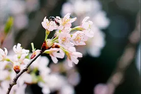 你为什么，会对一个人念念不忘？图片