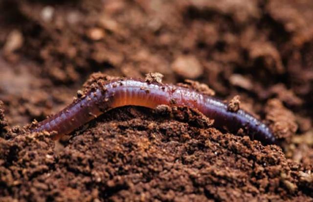 湖南惊现大量蚯蚓出土被晒死 看看3种解释就知道
