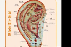 耳穴减肥，效果好，躺瘦图片