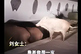 鞍山一女子深夜开车，遭遇三头野猪！如果碰到野猪，怎么做最好？图片