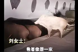 鞍山一女子深夜开车，遭遇三头野猪！如果碰到野猪，怎么做最好？图片