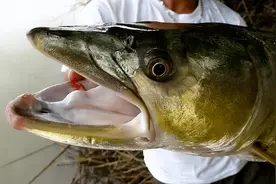 体长可达2米，重120斤！长江“水老虎”数量回升，其它鱼闻风丧胆图片