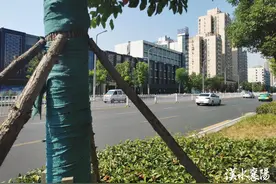 酷暑天，大树咋还裹“棉袄”?专家： “保湿”生根图片