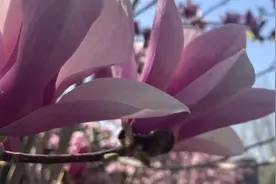 组图 | 满园春色关不住，一路繁花皆胜景图片