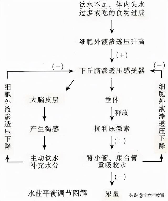 高中生物重要生化知识图解记忆（建议收藏）