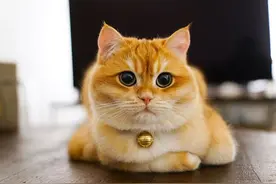 网课教师因喵星人“抢镜”被炒 法院判用人单位违法赔4万元图片