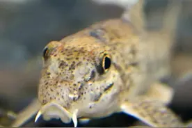 “爬地虎”的两极鱼生，钓鱼人对它恨之入骨，吃货却不惜重金去买图片