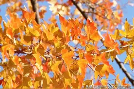 周末去哪儿 | 冬日彩叶，醉了游人图片