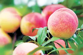 国家地理标志农产品｜平谷大桃，种植面积22万亩，年产2亿公斤图片